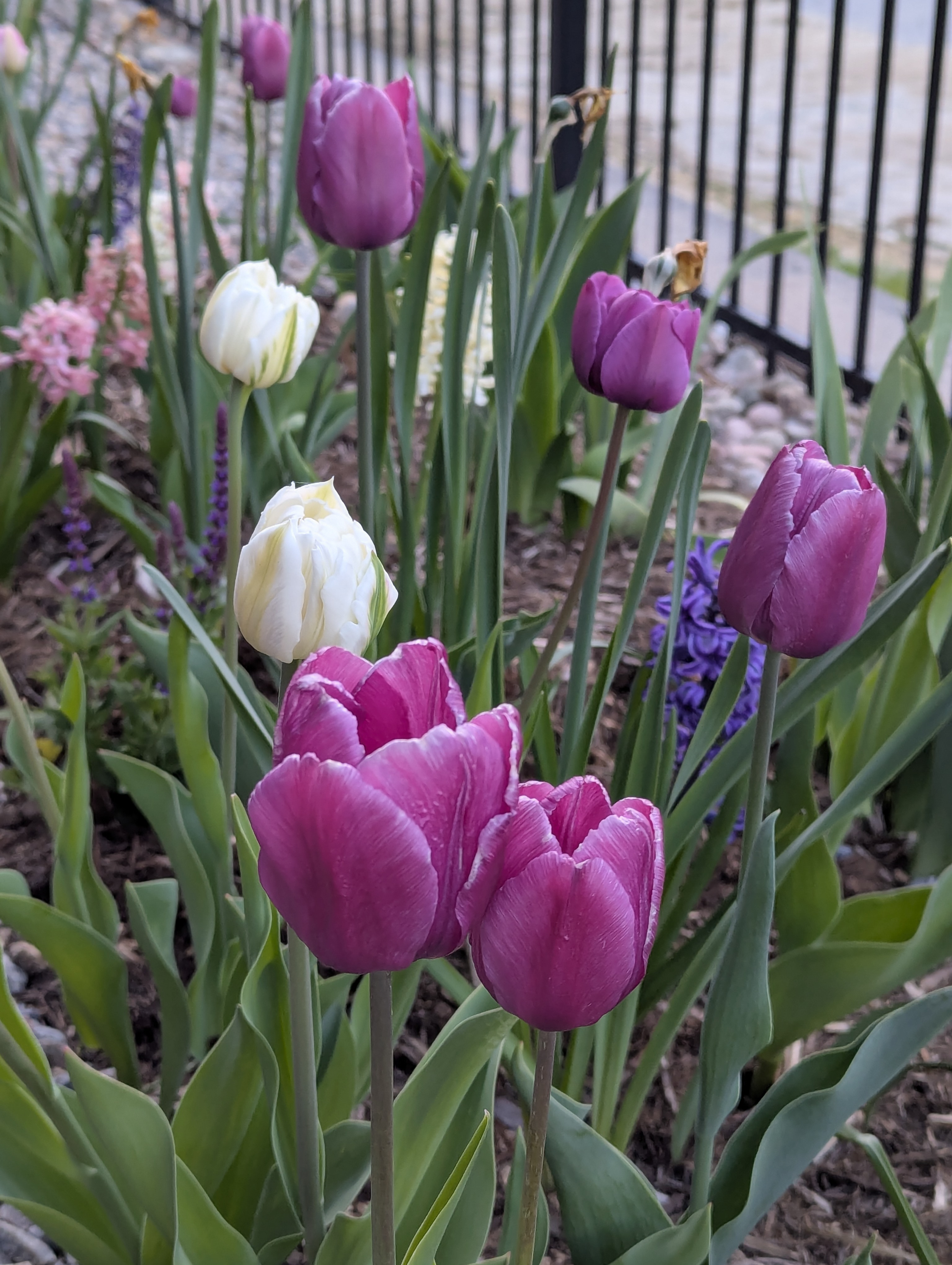 Garden, Flowers, Morrison, Colorado